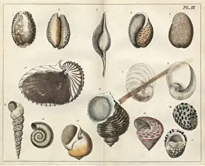 Various shells