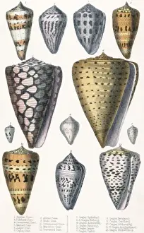 Various Shells (Cones)