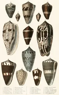 Cones Prints: Various Shells (Cones)