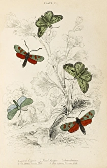 Skipper Collection: Various Skippers