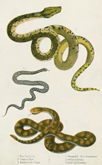 Adder Gallery: Various Snake Species