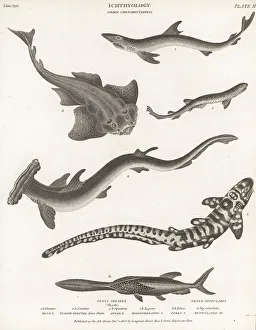 Shark Prints: Various species of sharks
