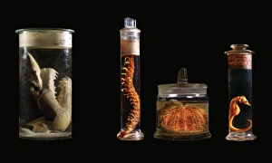 Elasmobranch Collection: Various specimens