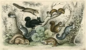 Images Dated 24th May 2012: Various Squirrels 19C