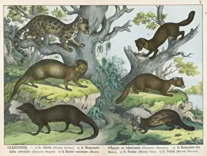 Civet Prints: Various stoats and weasels
