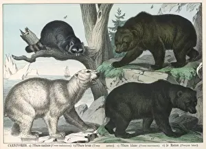 Various types of bear
