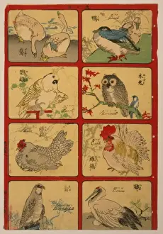 Various types of birds