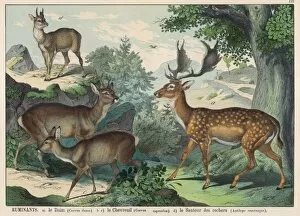 Various types of deer