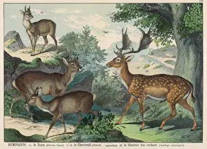 Fallow Prints: Various types of deer