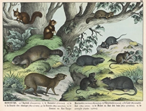 Agouti Gallery: Various types of rodent