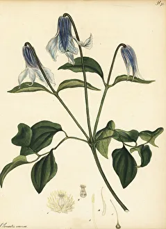 Henry Andrews Prints: Vasevine or leatherflower, Clematis viorna