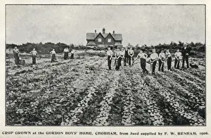 Vegetable crops at Gordon Boys Home, Woking, Surrey