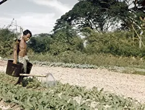 Vege Table Prints: Vegetable farmer - Rangoon