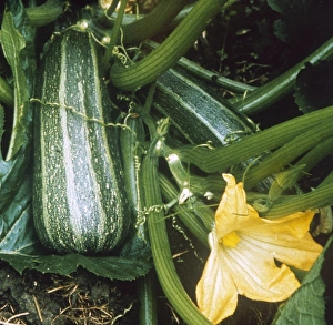 Images Dated 3rd October 2011: Vegetable / Marrow