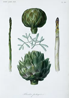 Vegetable Gallery: Vegetable plants