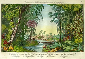 Productions Prints: Vegetable Productions of The Atlantic Islands