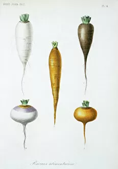 Monocot Collection: Vegetable roots
