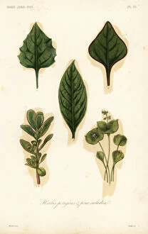 Americanum Gallery: Vegetable and salad leaves, herbes potageres et pour salades