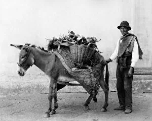 Vegetable seller and donkey, Naples, Italy
