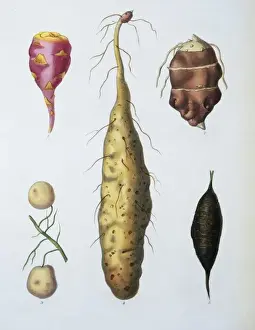 Vegetables
