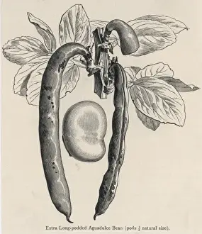 Vegetables / Broad Bean
