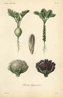Reveil Collection: Vegetables, Plantes legumieres