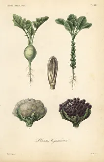 Reveil Collection: Vegetables, Plantes legumieres