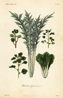 Vegetables, plantes legumieres