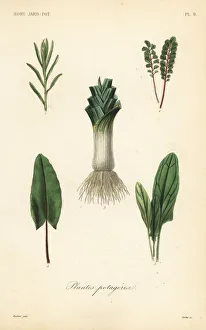 Reveil Collection: Vegetables, Plantes potageres