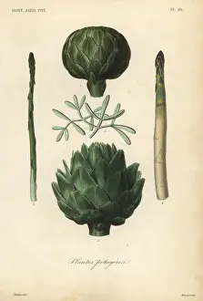 Vegetables, Plantes potageres