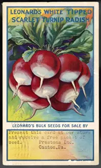 S Eed Prints: Vegetables / Radishes