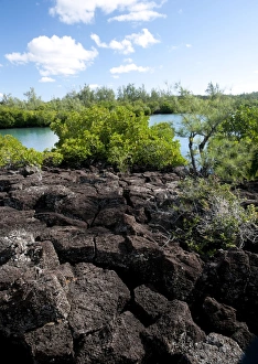 Images Dated 1st July 2011: Vegetation and basalt rocks at the sea shore