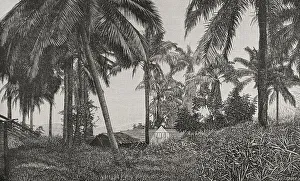 Vegetation on the right bank of the Congo River at Chionzo