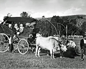 Bullock Prints: Veiled women in bullock carriage, Turkey