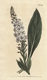Veined Prints: Veined-flowered speedwell, Veronica gentianoides