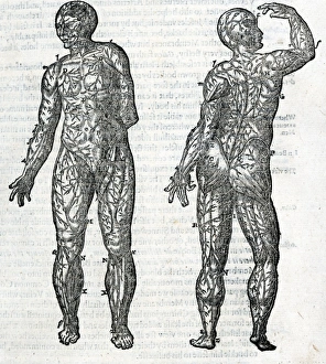 Laurens Gallery: The veins of the human body