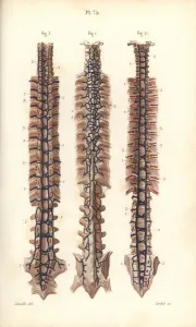 Spine Gallery: Veins to the spine