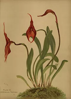 Orchids Collection: Veitchs masdevallia, Masdevallia veitchiana
