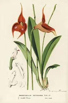 Flore Prints: Veitchs masdevallia orchid, Masdevallia veitchiana