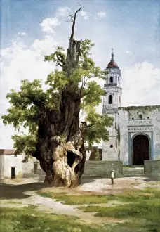 VELASCO, Jos頍ar&#xd860(1840-1912). The Sabine Tree