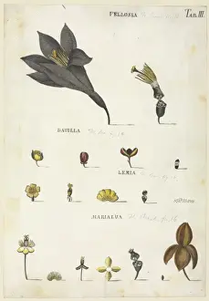 Vellosia, Dauilla, Lemia, Marialua