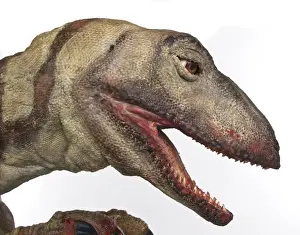 Raptor Prints: Velociraptor