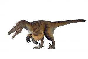 Velociraptor