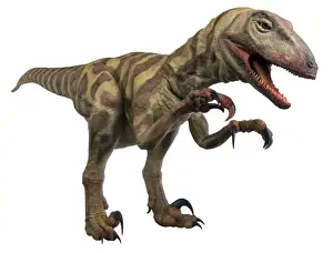 Velociraptor