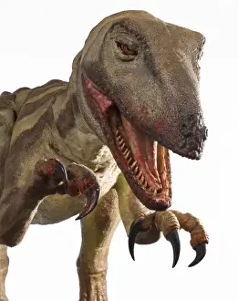 Velociraptor