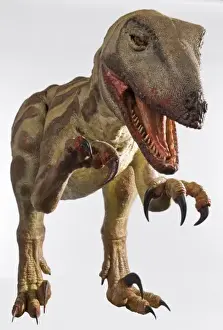 Velociraptor