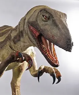 Velociraptor