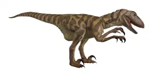 Velociraptor