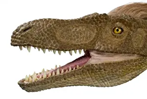 Velociraptor