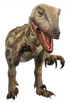 Velociraptor